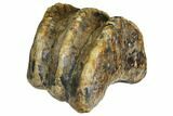 Partial, Fossil Stegodon Molar - Indonesia #149729-1